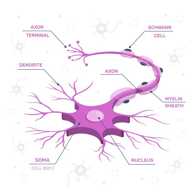 Cellule Nerveuse